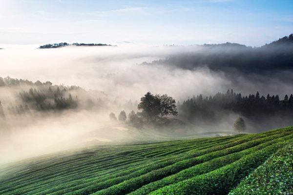 Green Tea farm