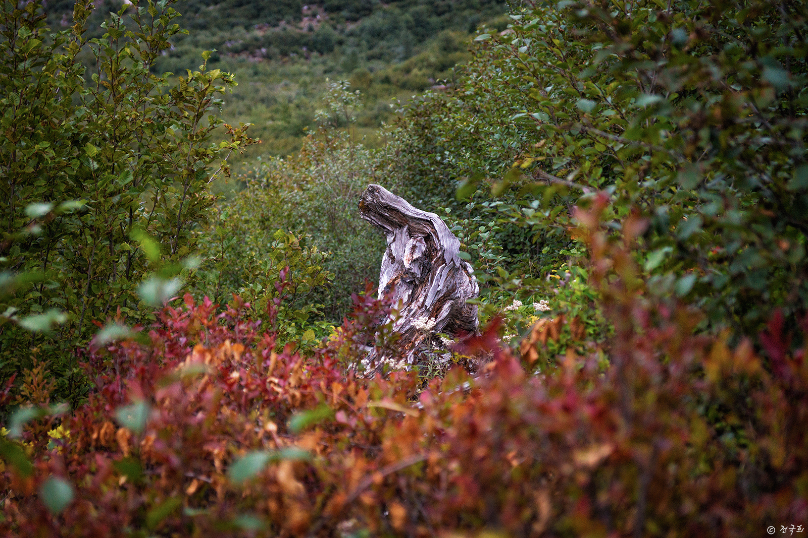 _DSC0418_1600